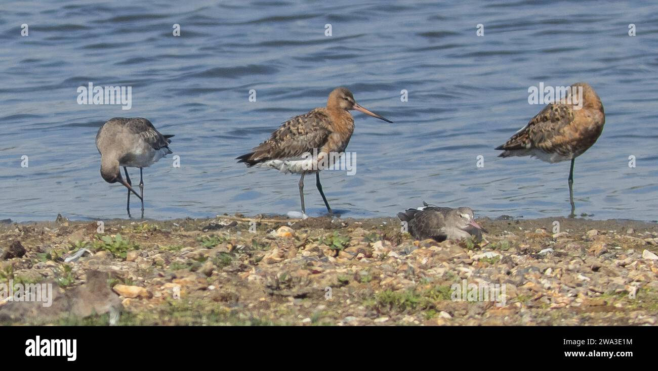 Diverses espèces de faune sauvage au Royaume-Uni, y compris les mammifères, les ravages, les échassiers et les oiseaux de jardin Banque D'Images