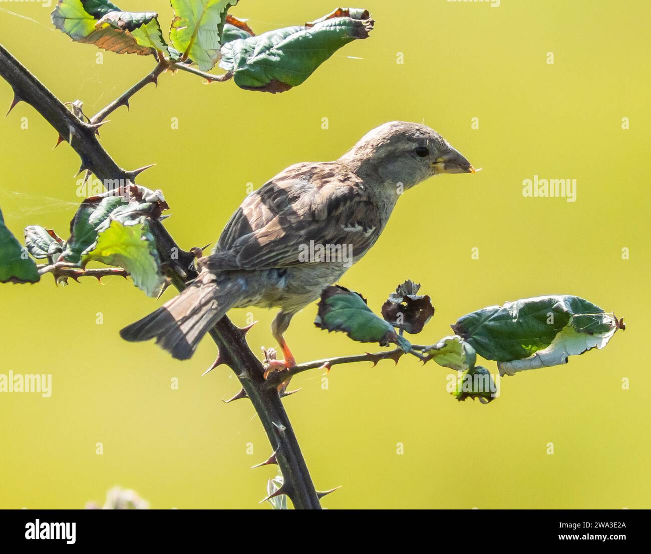 Diverses espèces de faune sauvage au Royaume-Uni, y compris les mammifères, les ravages, les échassiers et les oiseaux de jardin Banque D'Images