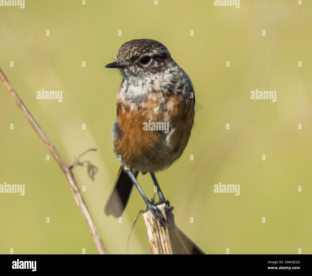 Diverses espèces de faune sauvage au Royaume-Uni, y compris les mammifères, les ravages, les échassiers et les oiseaux de jardin Banque D'Images