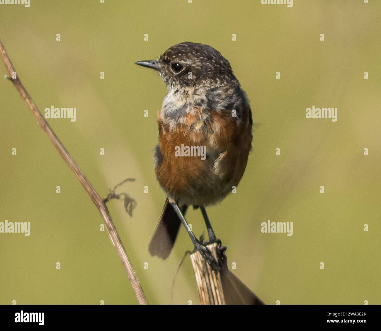 Diverses espèces de faune sauvage au Royaume-Uni, y compris les mammifères, les ravages, les échassiers et les oiseaux de jardin Banque D'Images