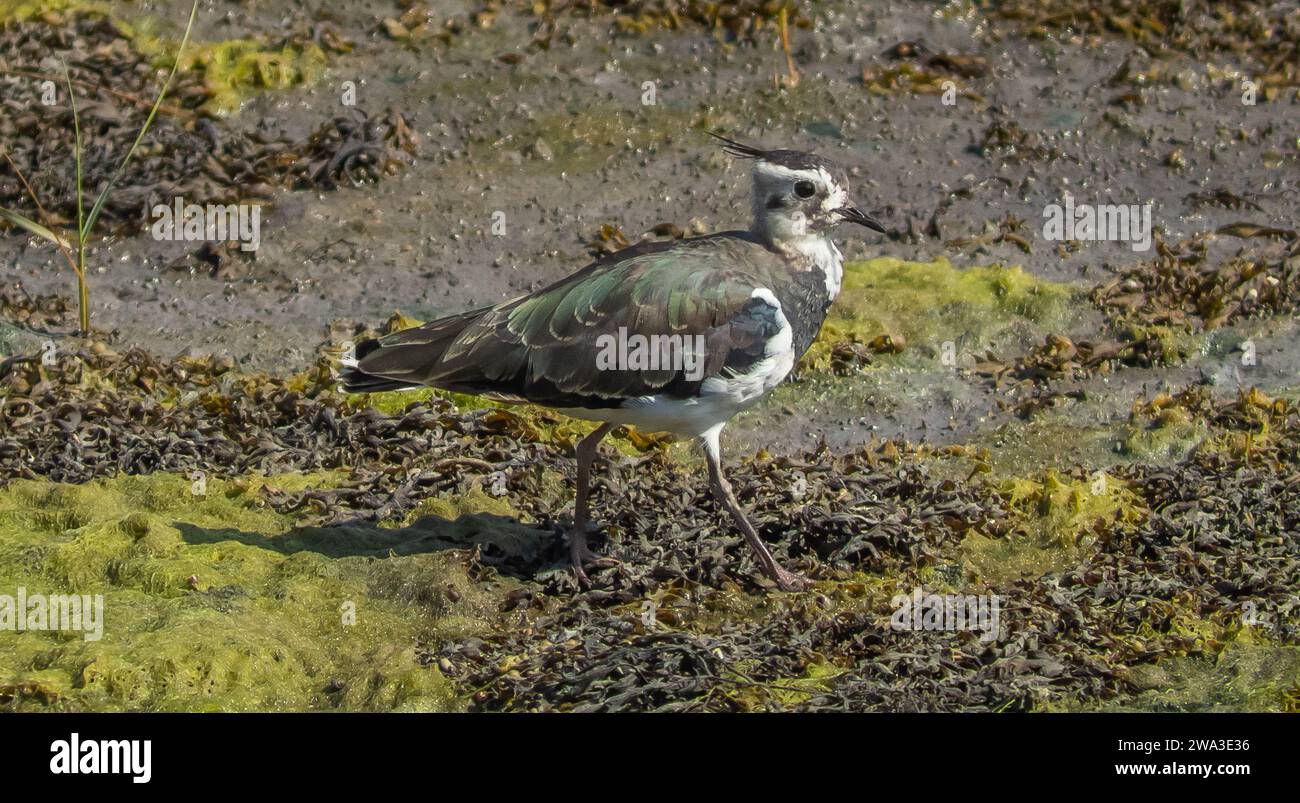 Diverses espèces de faune sauvage au Royaume-Uni, y compris les mammifères, les ravages, les échassiers et les oiseaux de jardin Banque D'Images