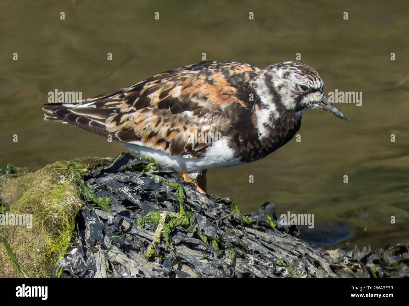 Diverses espèces de faune sauvage au Royaume-Uni, y compris les mammifères, les ravages, les échassiers et les oiseaux de jardin Banque D'Images