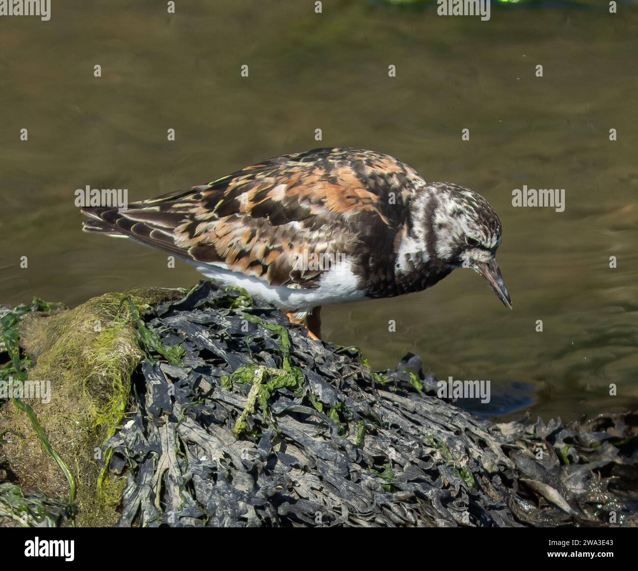 Diverses espèces de faune sauvage au Royaume-Uni, y compris les mammifères, les ravages, les échassiers et les oiseaux de jardin Banque D'Images