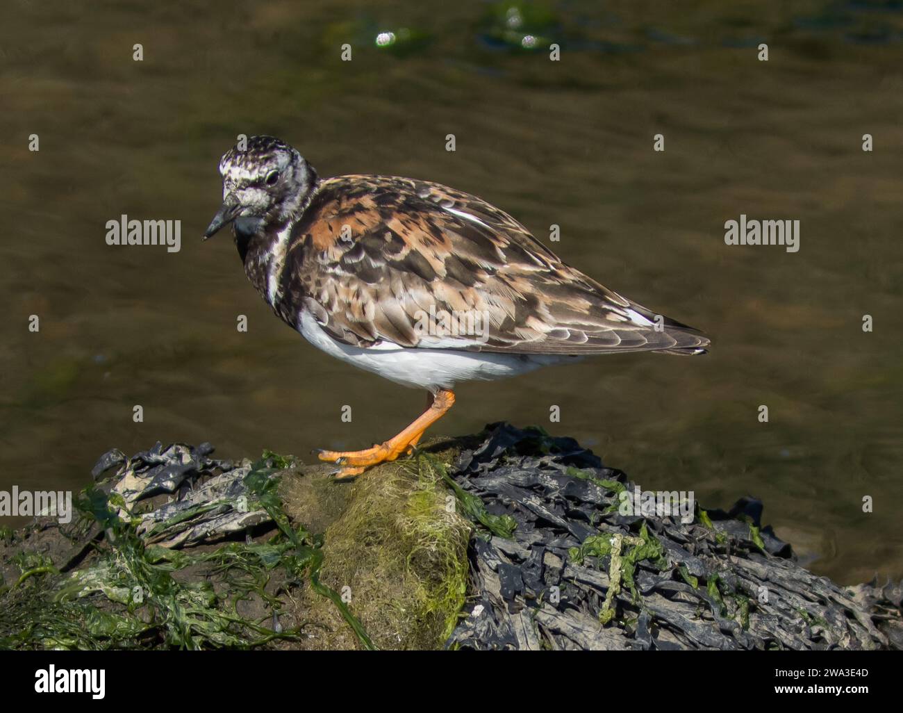 Diverses espèces de faune sauvage au Royaume-Uni, y compris les mammifères, les ravages, les échassiers et les oiseaux de jardin Banque D'Images