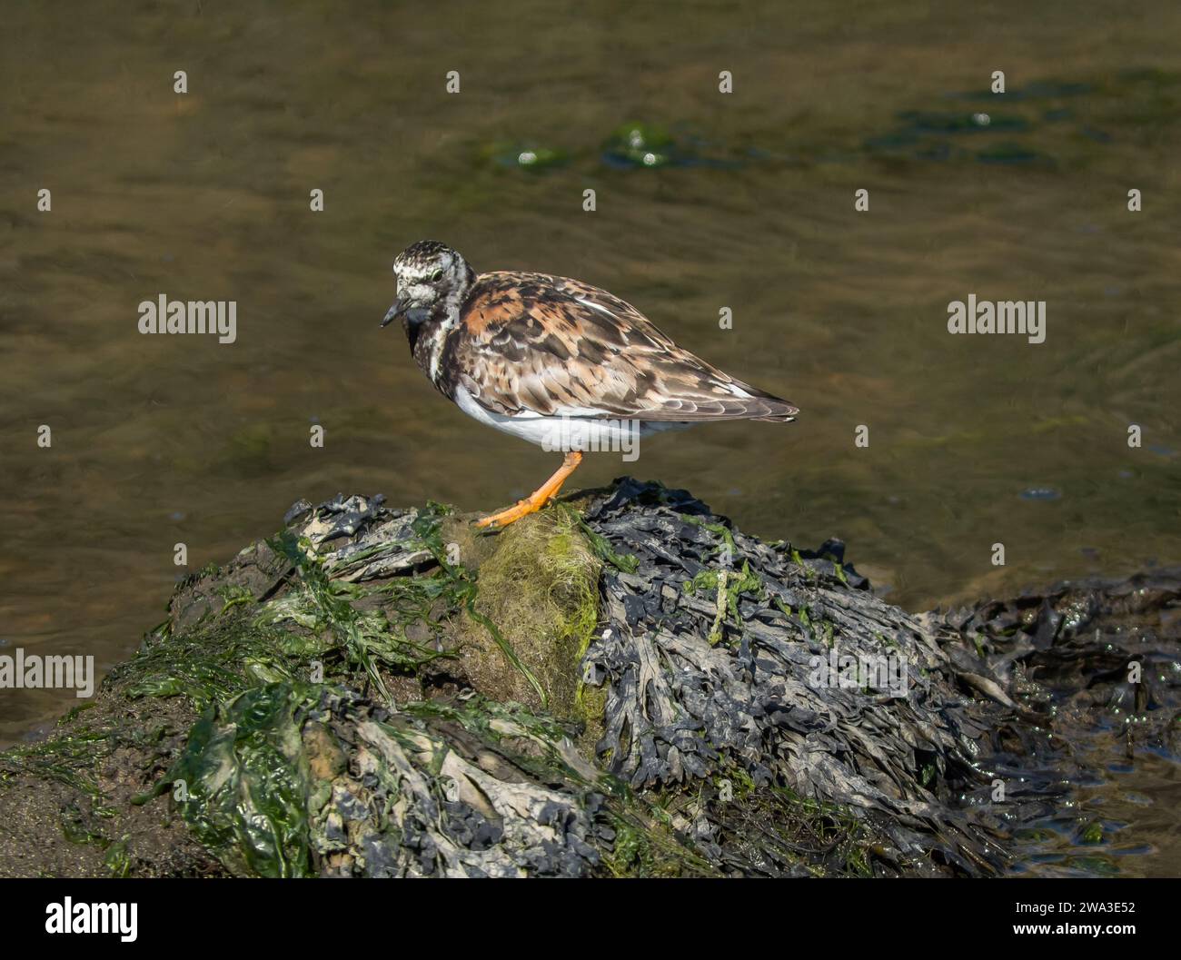 Diverses espèces de faune sauvage au Royaume-Uni, y compris les mammifères, les ravages, les échassiers et les oiseaux de jardin Banque D'Images
