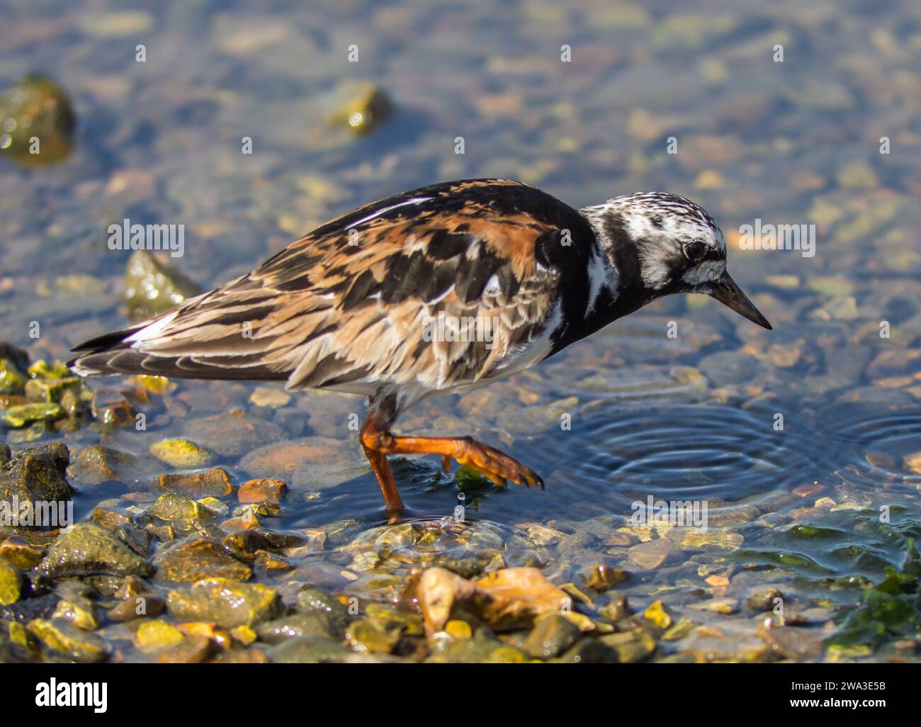 Diverses espèces de faune sauvage au Royaume-Uni, y compris les mammifères, les ravages, les échassiers et les oiseaux de jardin Banque D'Images