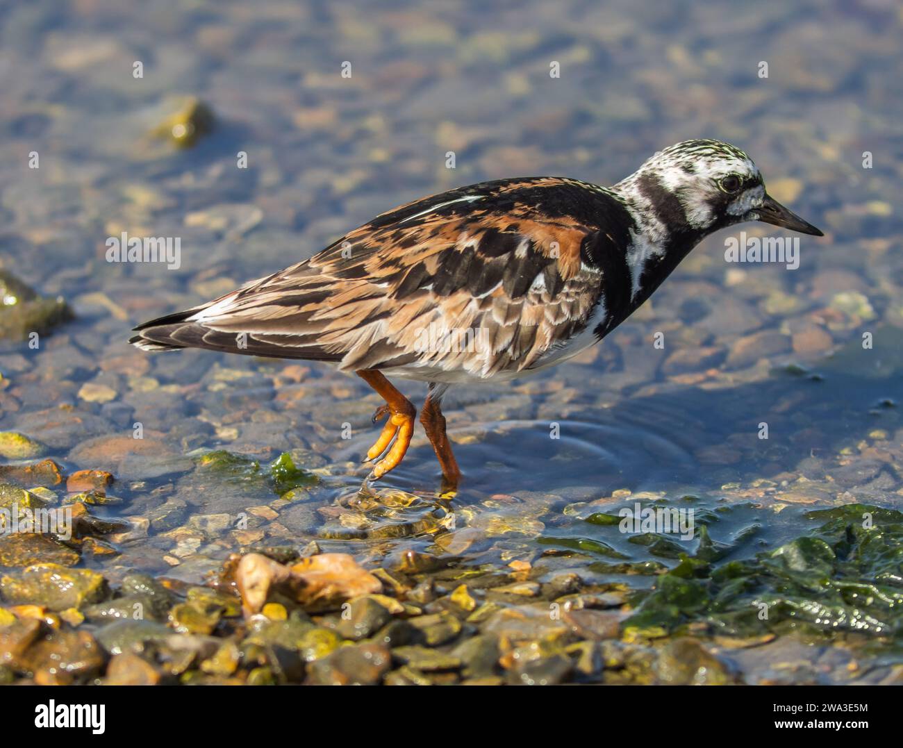 Diverses espèces de faune sauvage au Royaume-Uni, y compris les mammifères, les ravages, les échassiers et les oiseaux de jardin Banque D'Images
