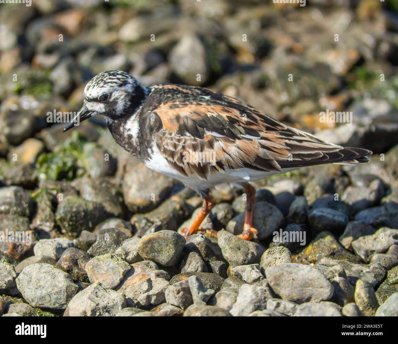 Diverses espèces de faune sauvage au Royaume-Uni, y compris les mammifères, les ravages, les échassiers et les oiseaux de jardin Banque D'Images