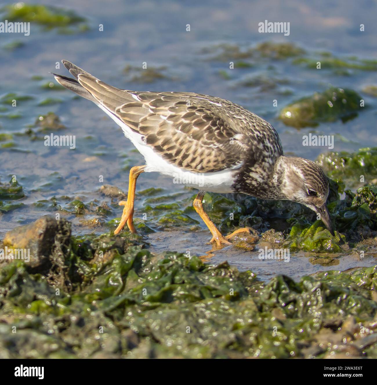 Diverses espèces de faune sauvage au Royaume-Uni, y compris les mammifères, les ravages, les échassiers et les oiseaux de jardin Banque D'Images
