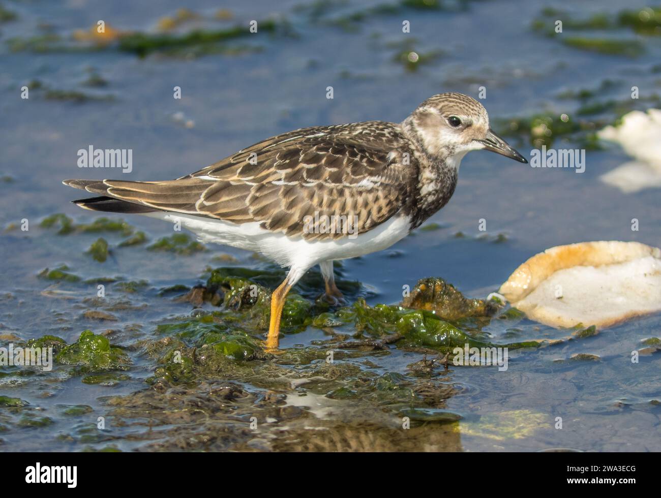 Diverses espèces de faune sauvage au Royaume-Uni, y compris les mammifères, les ravages, les échassiers et les oiseaux de jardin Banque D'Images