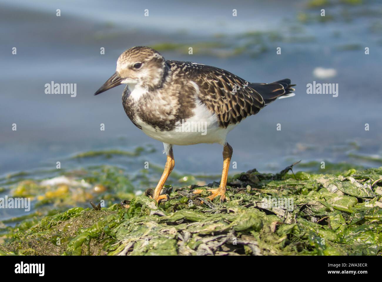 Diverses espèces de faune sauvage au Royaume-Uni, y compris les mammifères, les ravages, les échassiers et les oiseaux de jardin Banque D'Images