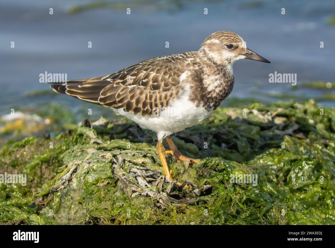 Diverses espèces de faune sauvage au Royaume-Uni, y compris les mammifères, les ravages, les échassiers et les oiseaux de jardin Banque D'Images