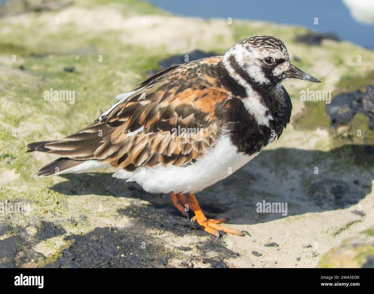 Diverses espèces de faune sauvage au Royaume-Uni, y compris les mammifères, les ravages, les échassiers et les oiseaux de jardin Banque D'Images