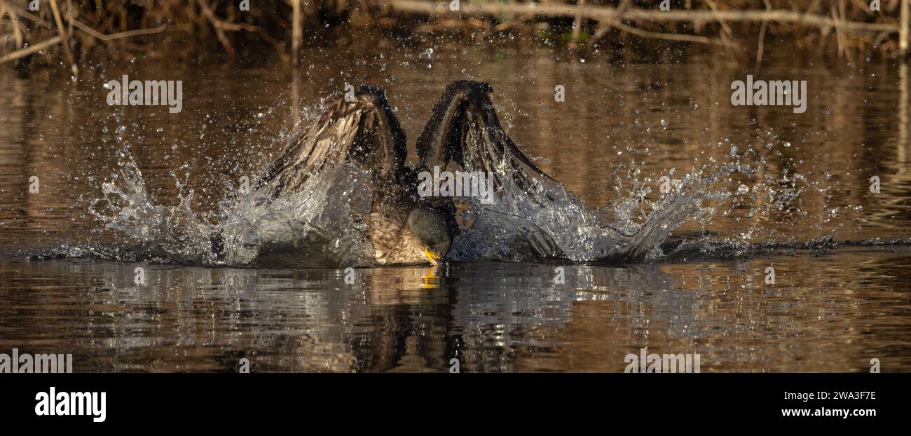 Cormoran (Phalacrocorax carbo) sur la rivière Almond, Perthshire, Écosse, Royaume-Uni. Banque D'Images