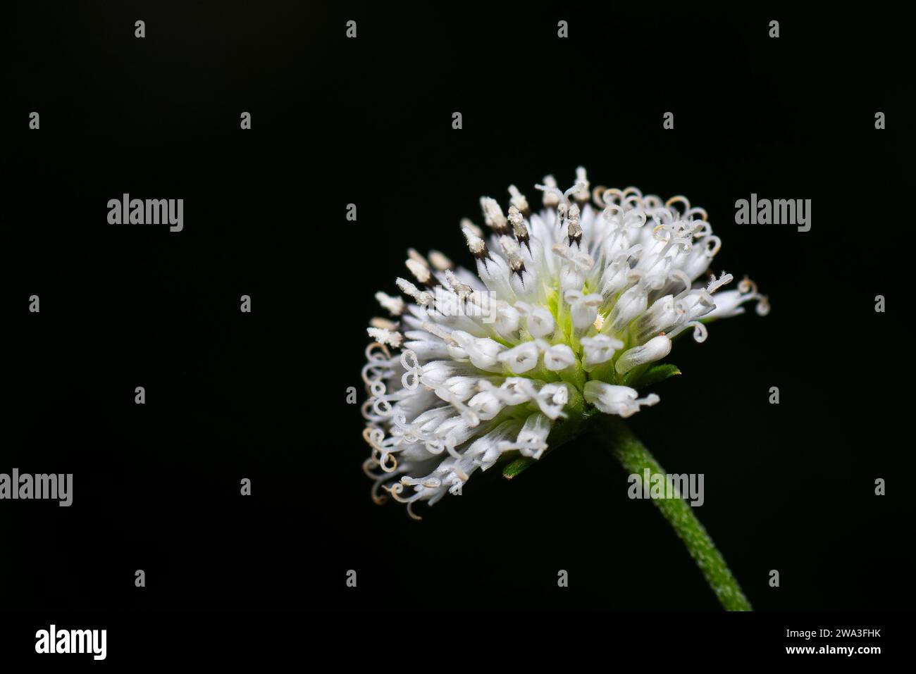 Fleur sauvage blanche isolée avec fond sombre Banque D'Images