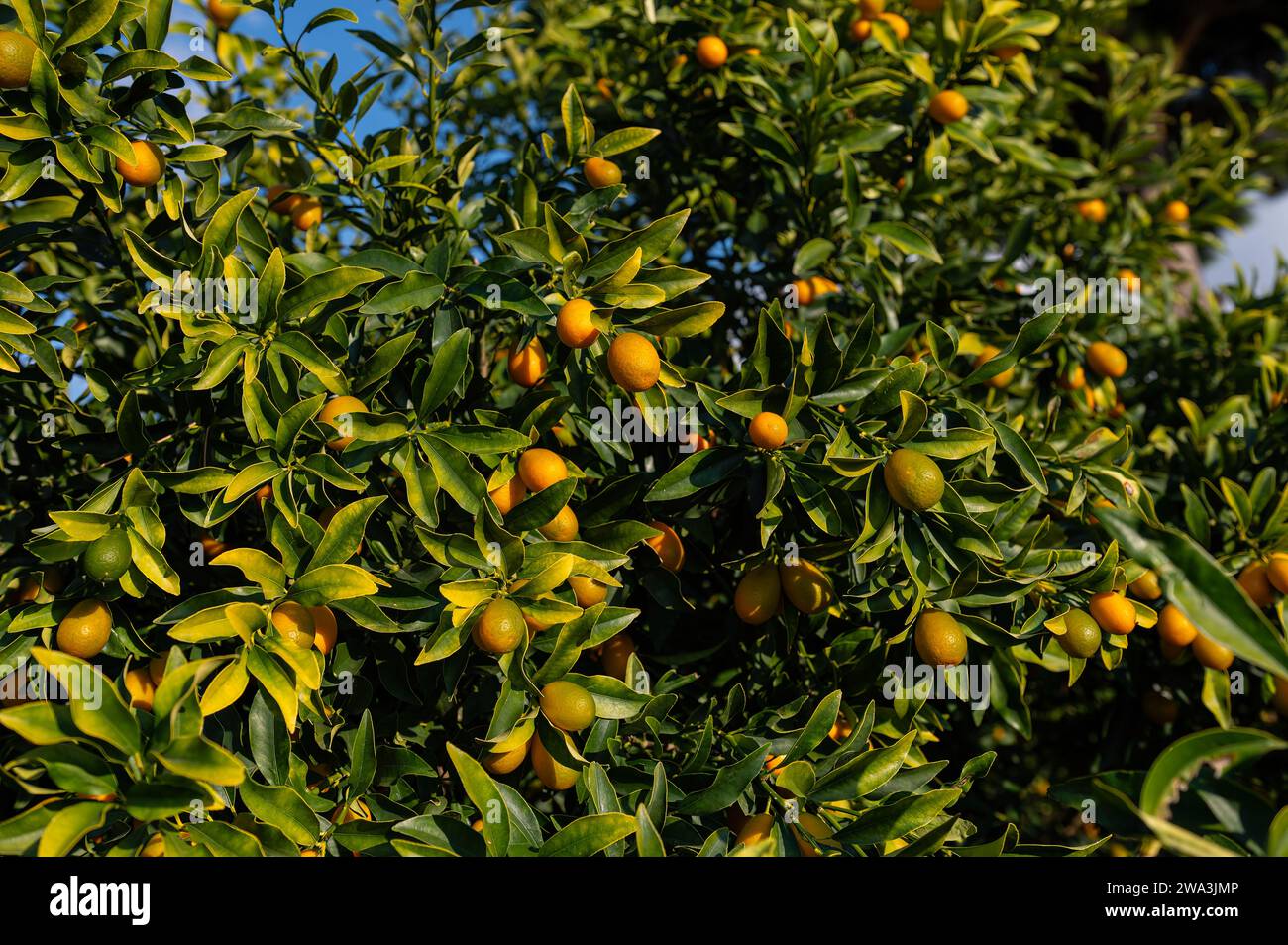 Mini plante kumquat et ses fruits. En turc, il est appelé Kumquat ou Kamkat ou Kumquat. Plantes d'intérieur. Banque D'Images