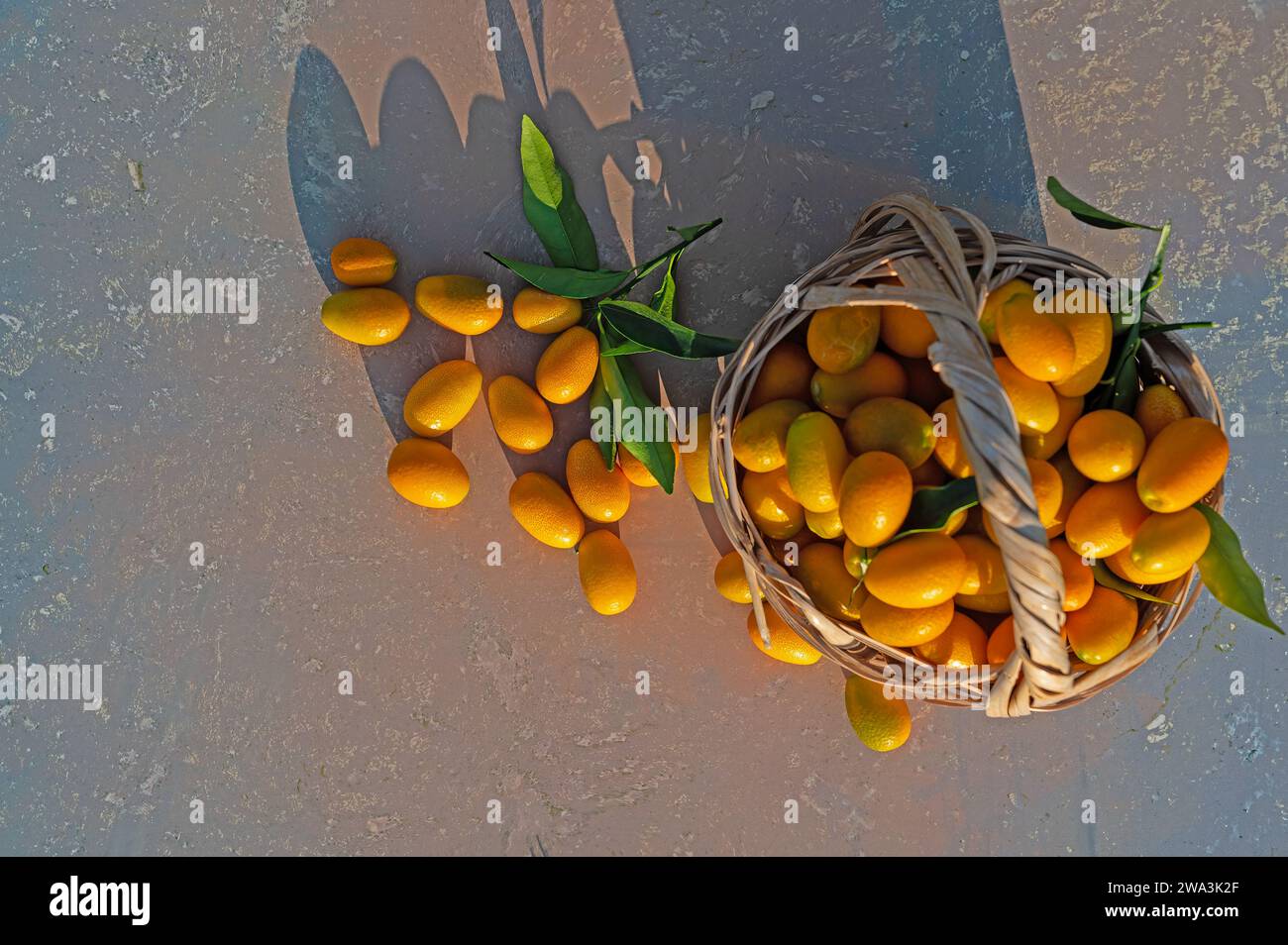 Kumquats frais de l'arbre dans un panier. Banque D'Images