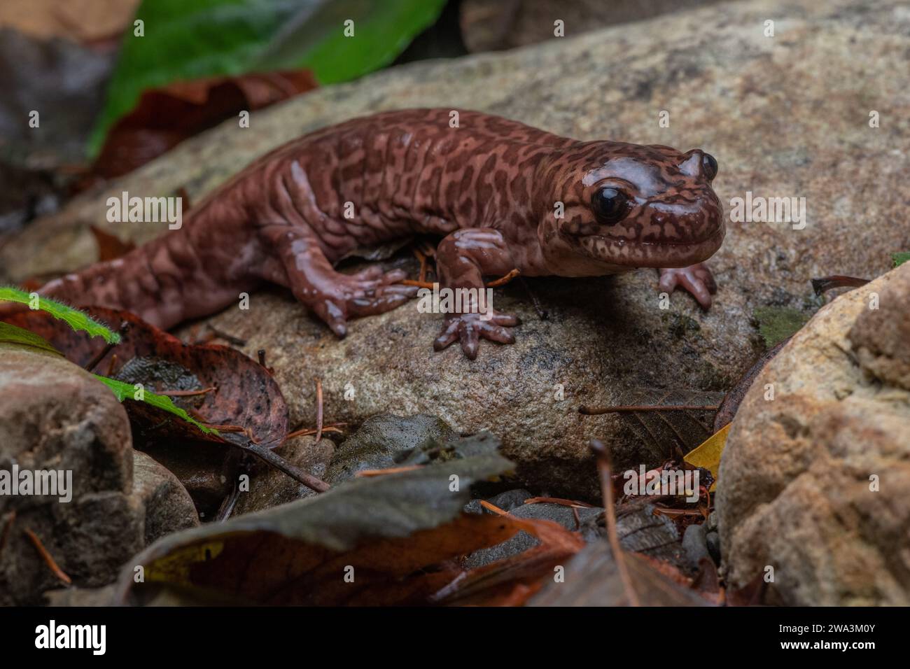 Salamandre géante de Californie (Dicamptodon ensatus) l'une des plus grandes salamandres terrestres au monde, un amphibien endémique de Californie. Banque D'Images