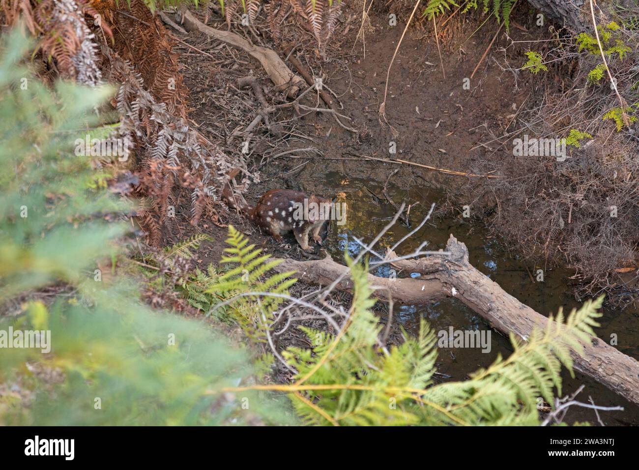 Quoll de tigre buvant dans un point d'eau dans le parc national de Narawntapu, Tasmanie Banque D'Images