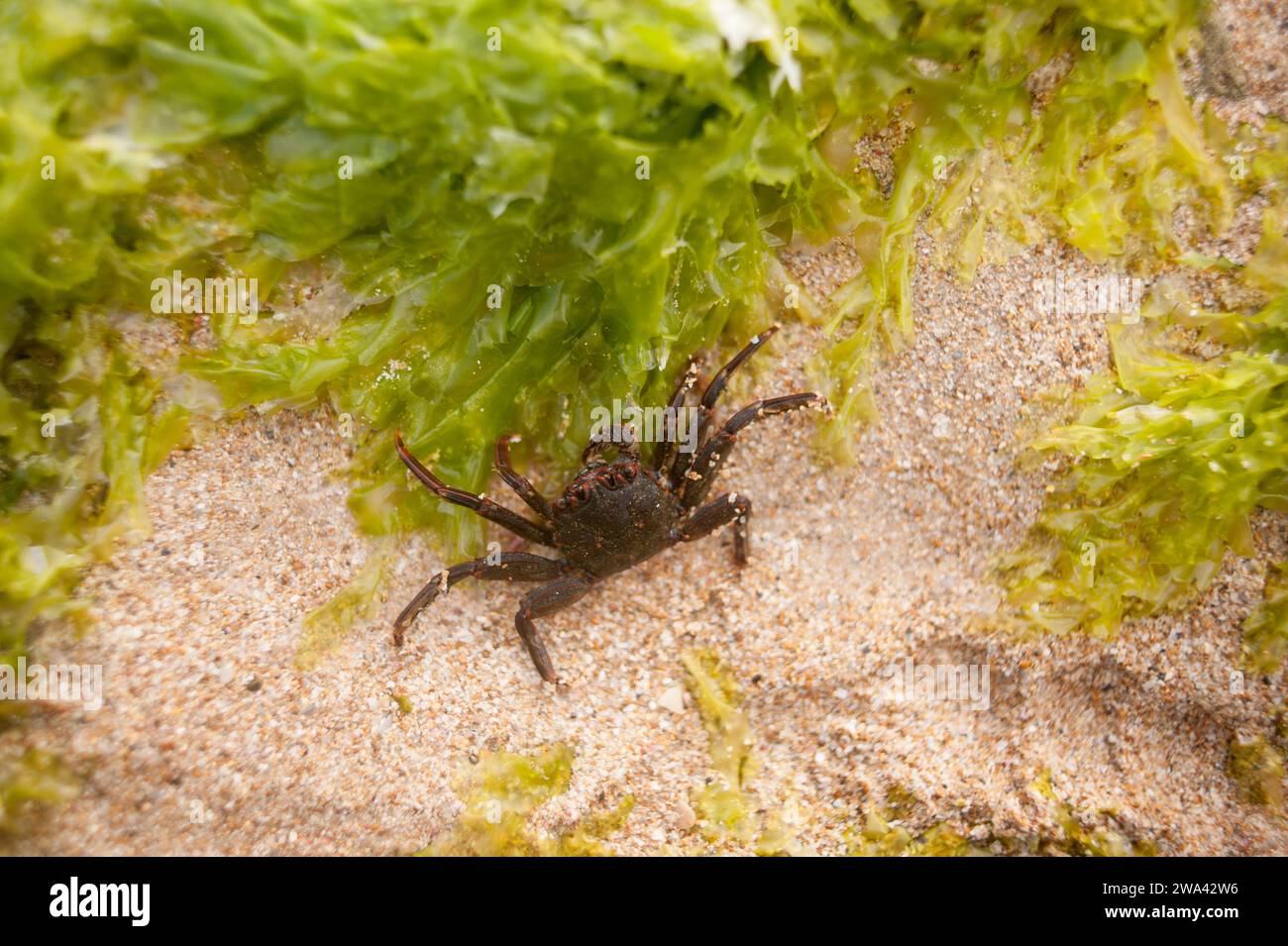 Macro gros plan image d'un crabe à côté d'un varech vert vif. Banque D'Images