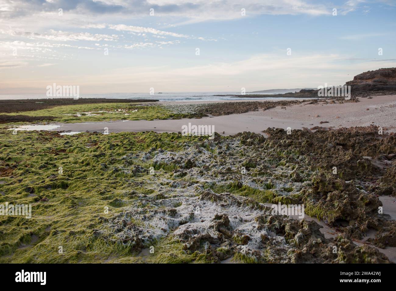 Stony Rise est une plage isolée d'Australie méridionale. Banque D'Images