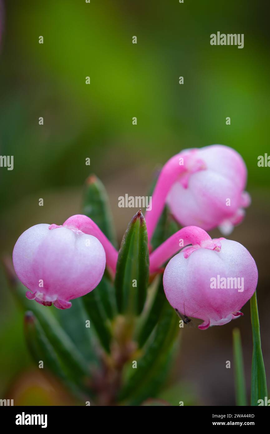 Le romarin de tourbière, une espèce de plante à fleurs de la famille des Ericaceae, originaire des parties septentrionales de l'hémisphère nord. Trouvé seulement dans les tourbières. Arviat, Nunavut, Canada Banque D'Images