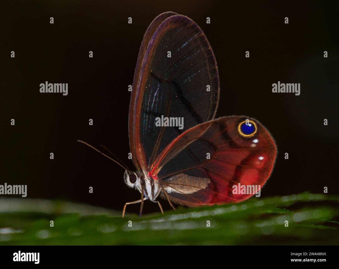 Papillon de verre (Cithaerias pireta pireta), mâle, à la station biologique de la Selva, Costa Rica Banque D'Images