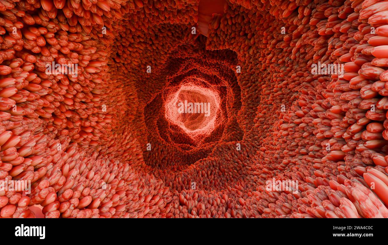 Villosités intestinales, microvillosités rouges dans un tractus intestinal. Gros plan, Microbiologie, anatomie, biologie, science, médecine, concepts médicaux et de soins de santé, Banque D'Images