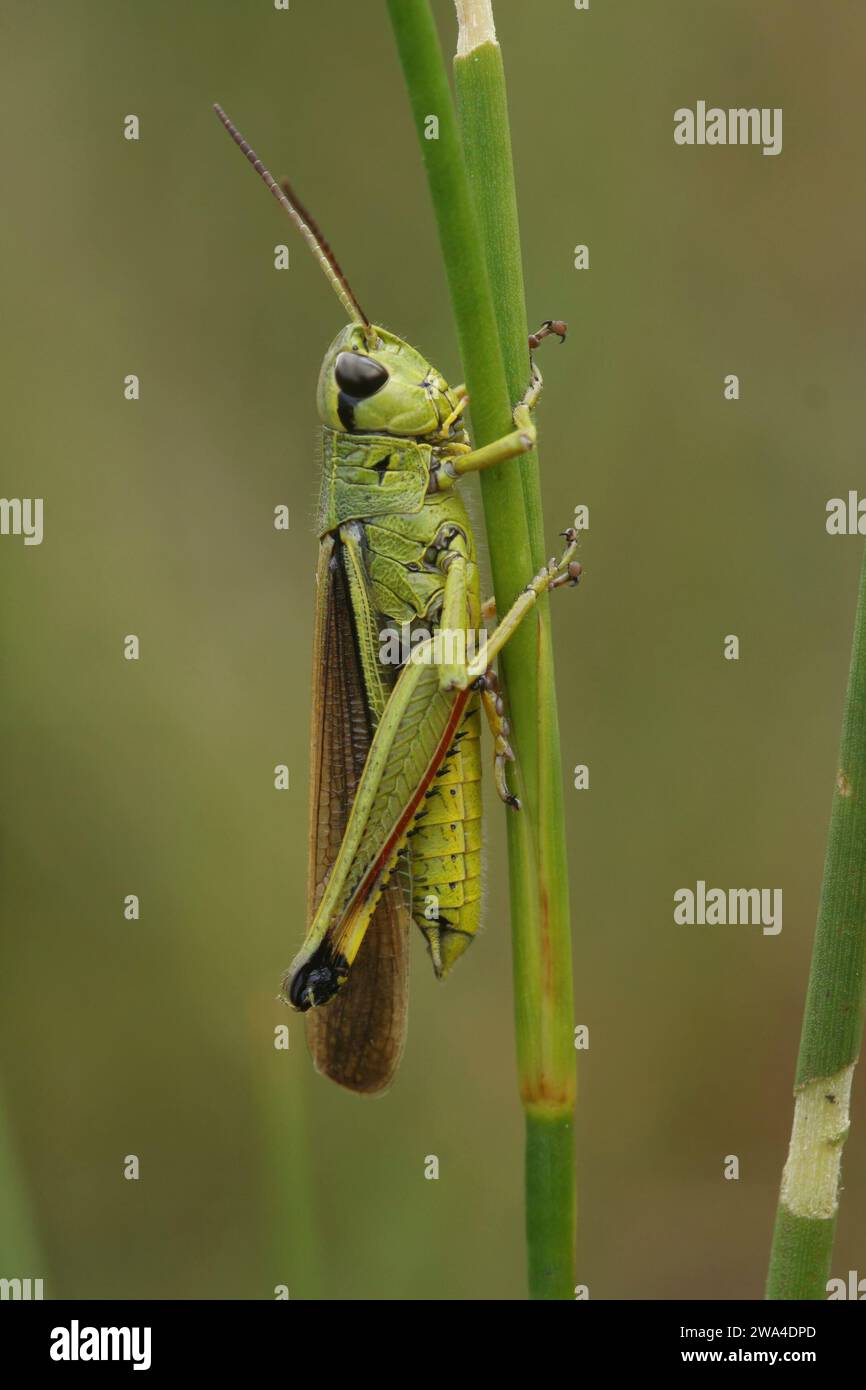 Gros plan vertical naturel sur la sauterelle marsch longue vert émeraude et menacée, Stethophyma grossum assis sur une paille d'herbe Banque D'Images