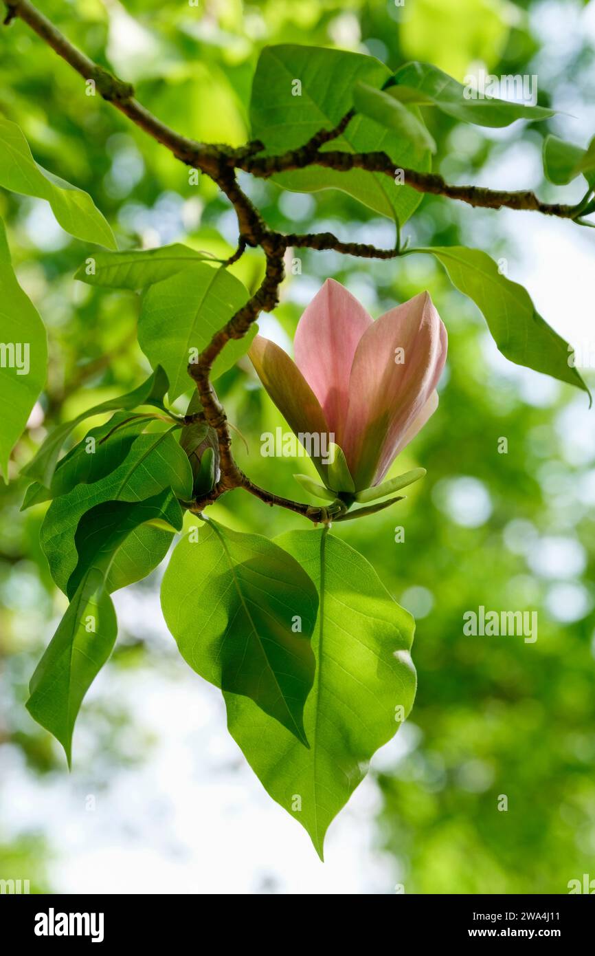 Magnolia brooklynensis eva maria, dagnolia Evamaria, fleurs rose pâle, teinte vert clair à leur base Banque D'Images