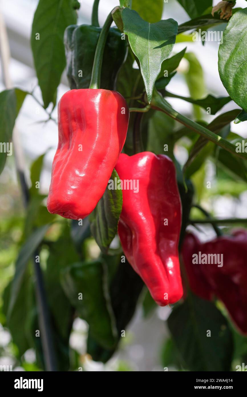 Poivron Padron, Pimiento de Padrón, Capsicum annuum Padron, piments rouges espagnols mûrs poussant sur la plante Banque D'Images