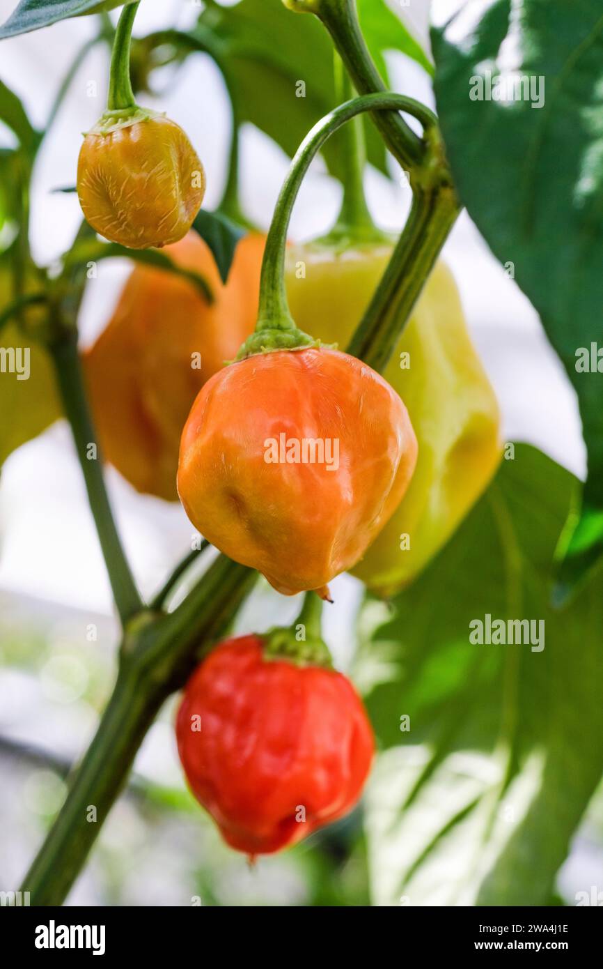 Chili Pepper Apple Crisp, Capsicum annuum Apple Crisp, piments doux poussant sur la plante Banque D'Images