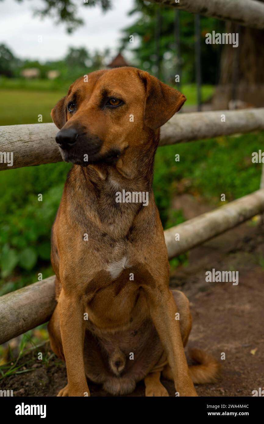 Pauvre chien Banque D'Images