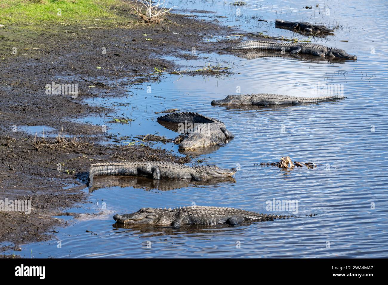 Alligators américains au Myakka River State Park, Sarasota, Floride du Sud-Ouest. Banque D'Images Alligators américains au Myakka River State Park, Sarasota, Floride du Sud-Ouest. Banque D'Images