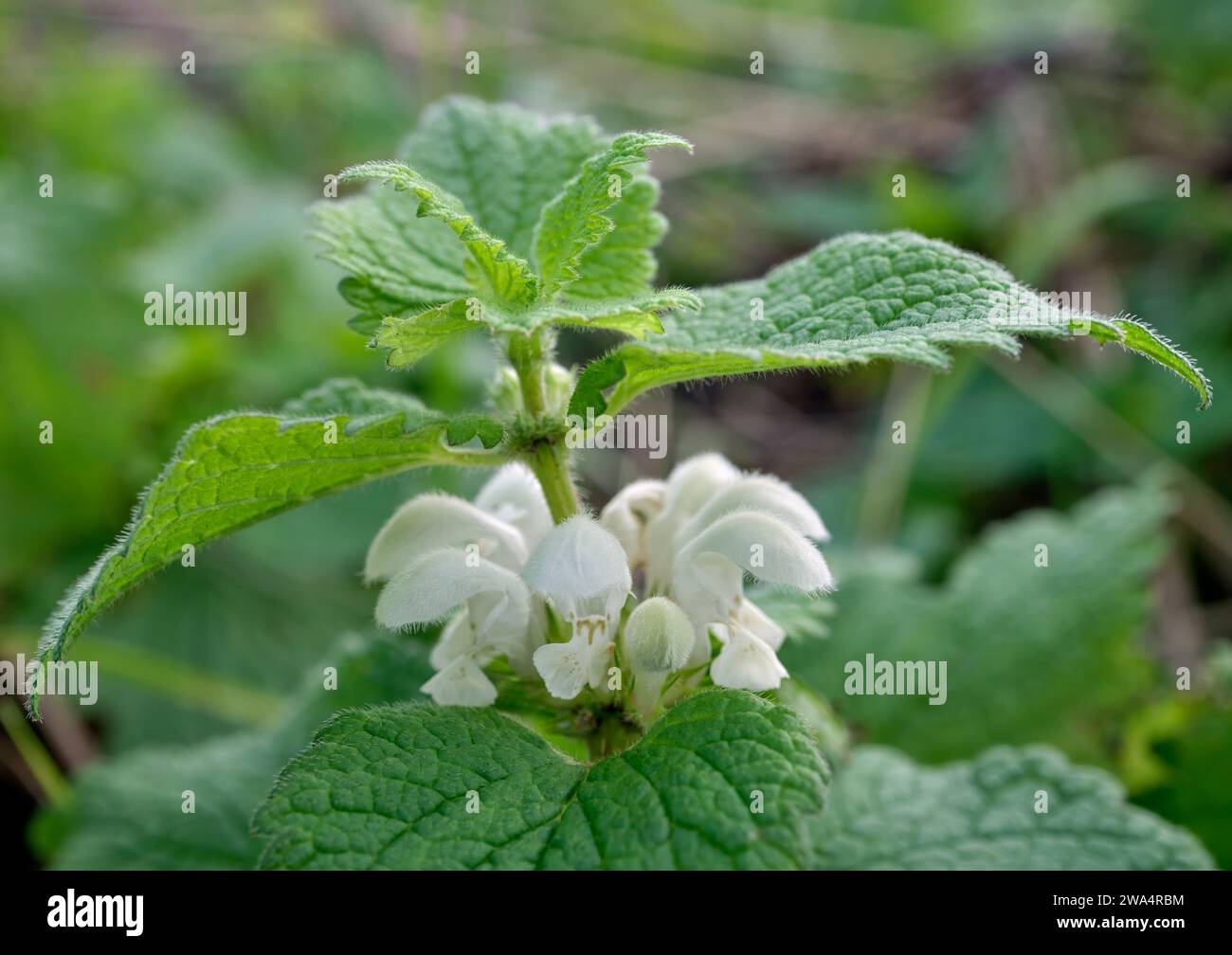 White Dead-ortie en fleur le 1 janvier. Molesey Heath, West Molesey, Surrey, Royaume-Uni. Banque D'Images