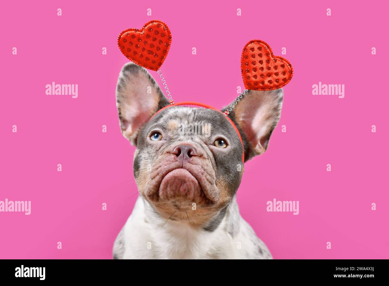 Merle chien Bulldog français portant un bandeau de Saint-Valentin avec des coeurs sur fond rose Banque D'Images