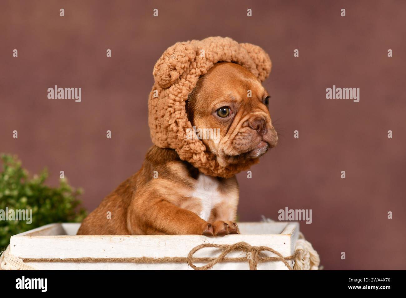Mignon chiot Bulldog français portant un chapeau costume d'ours en peluche dans fornt de fond brun Banque D'Images