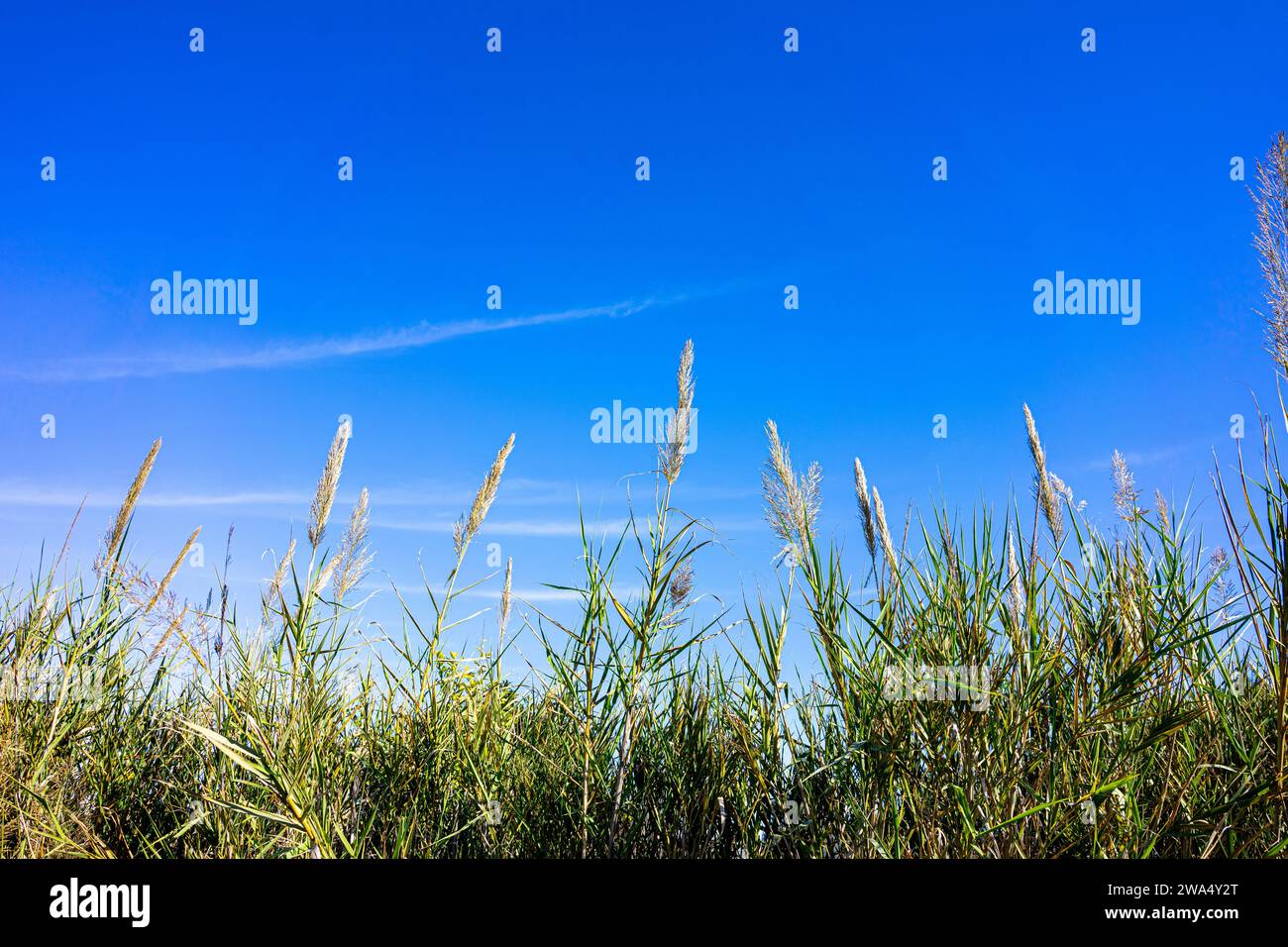 Gracieuse Phragmites australis contre un ciel serein de l'Alentejo, symbole de beauté naturelle et de tranquillité. Banque D'Images