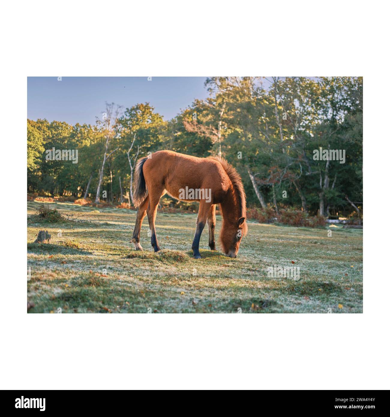 Nouvelle forêt en automne / automne Banque D'Images