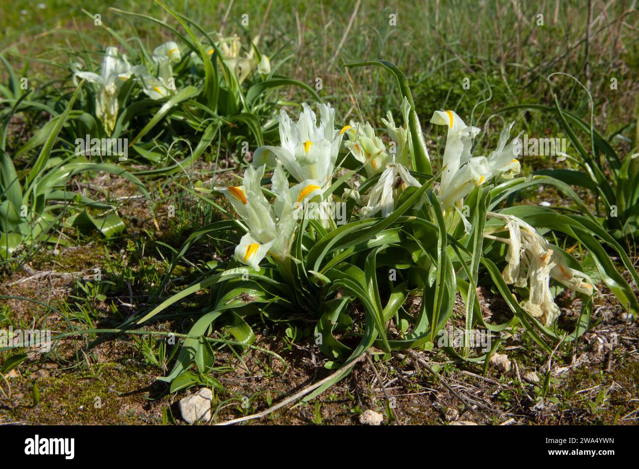 Iris de Palestine (Iris palaestina) (alias Iris israélien) fleur de printemps blanche, photographiée sur le mont Gilboa, Israël en janvier Banque D'Images