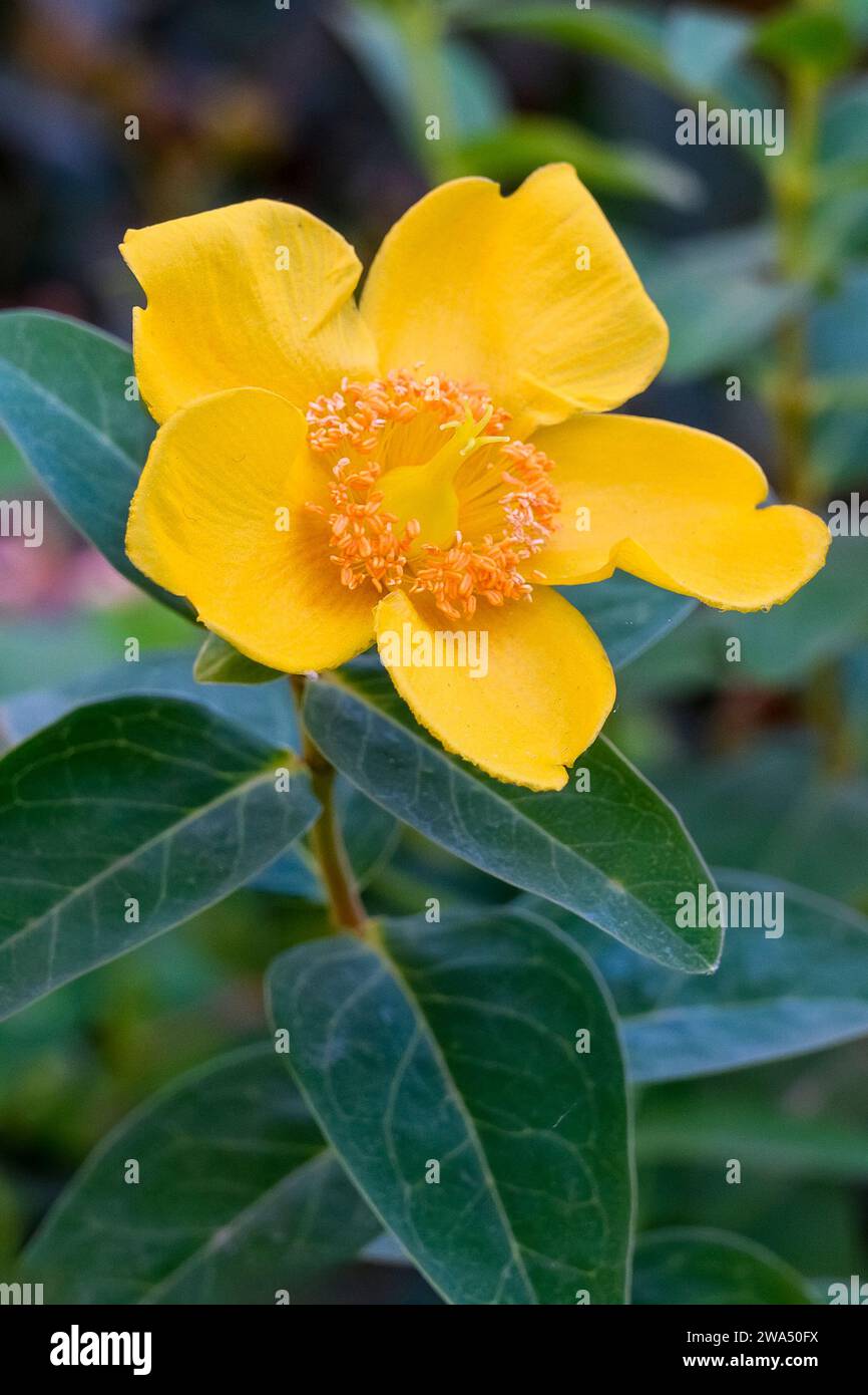 Gros plan d'une floraison jaune - orange Buttercup en octobre à Budapest, Hongrie Banque D'Images