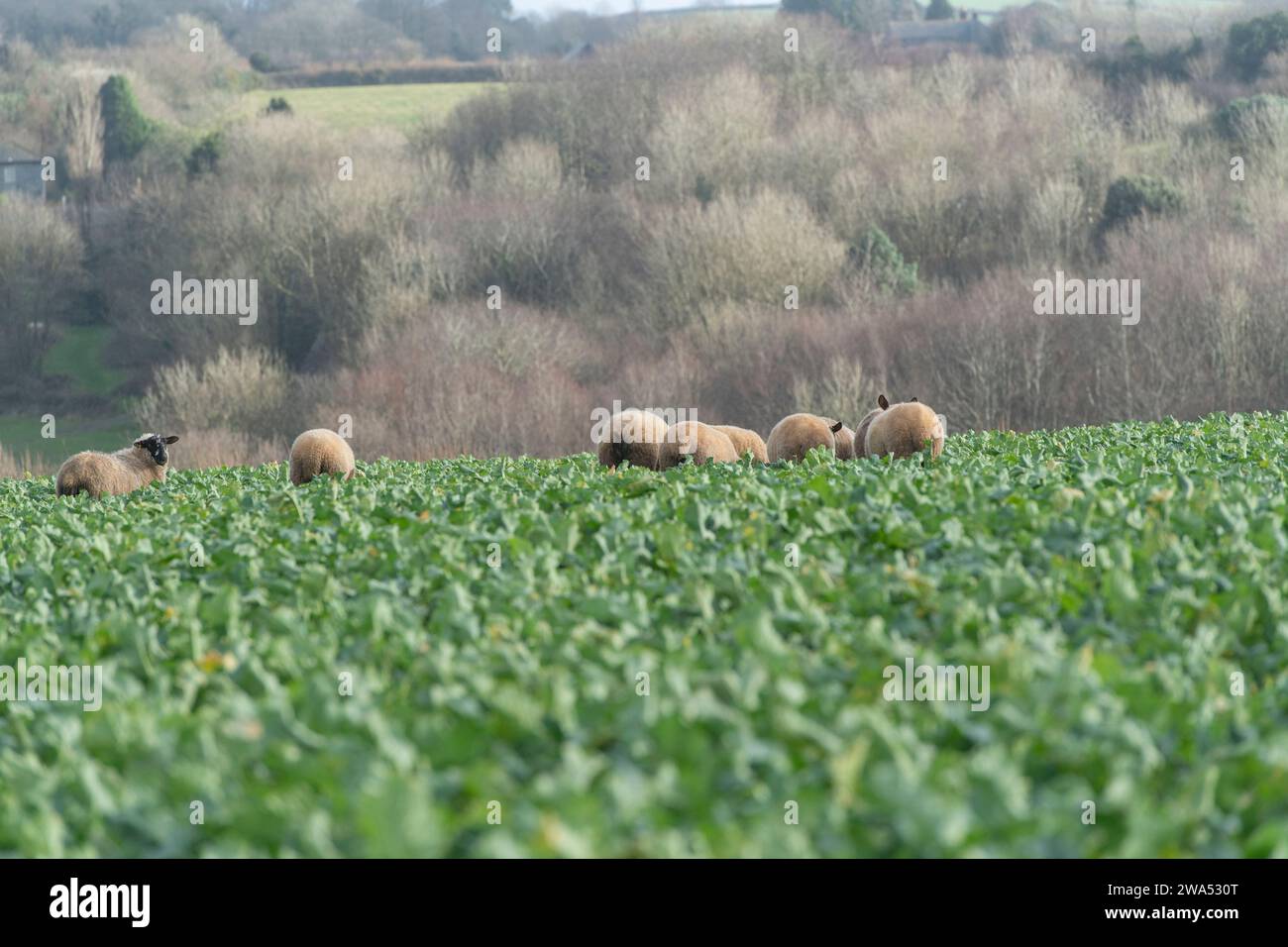 agneaux en pâturage. dans le champ de kale Banque D'Images