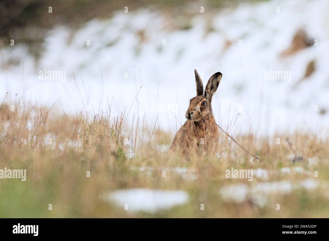 Lièvre brun, Lepus europaeus, Norfolk, neige, hiver Banque D'Images