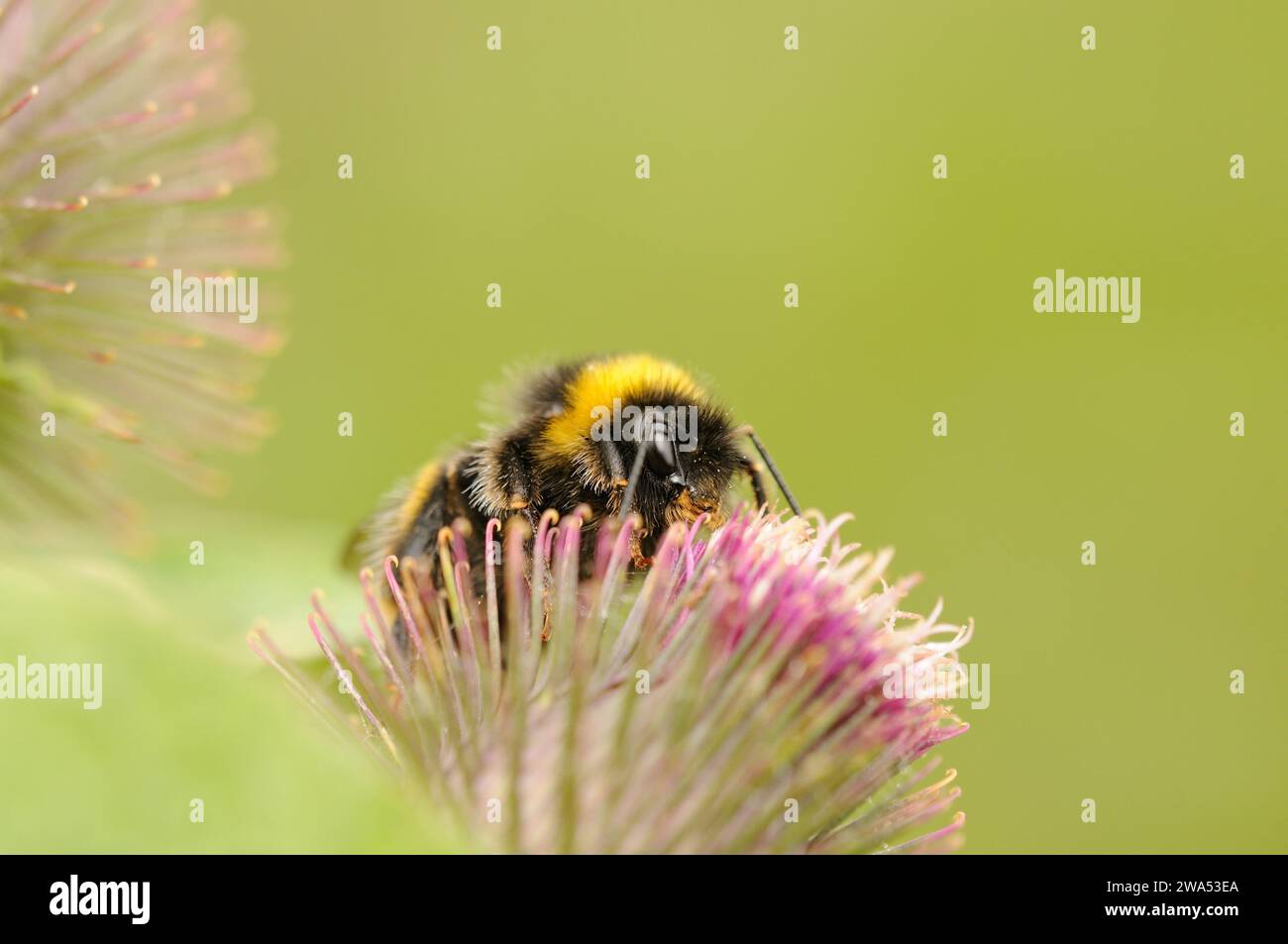 Bourdon, Bombus terrestris/lucorum, sur fleur de bardane, Strumpshaw Fen, Norfolk Banque D'Images