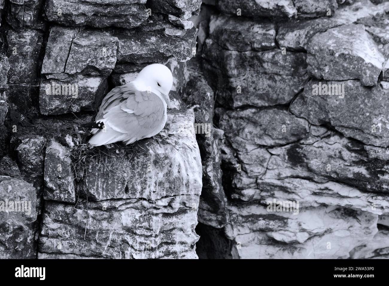 Kittiwake, Rissa tridactyla, perchée sur une falaise, Yorkshire Banque D'Images