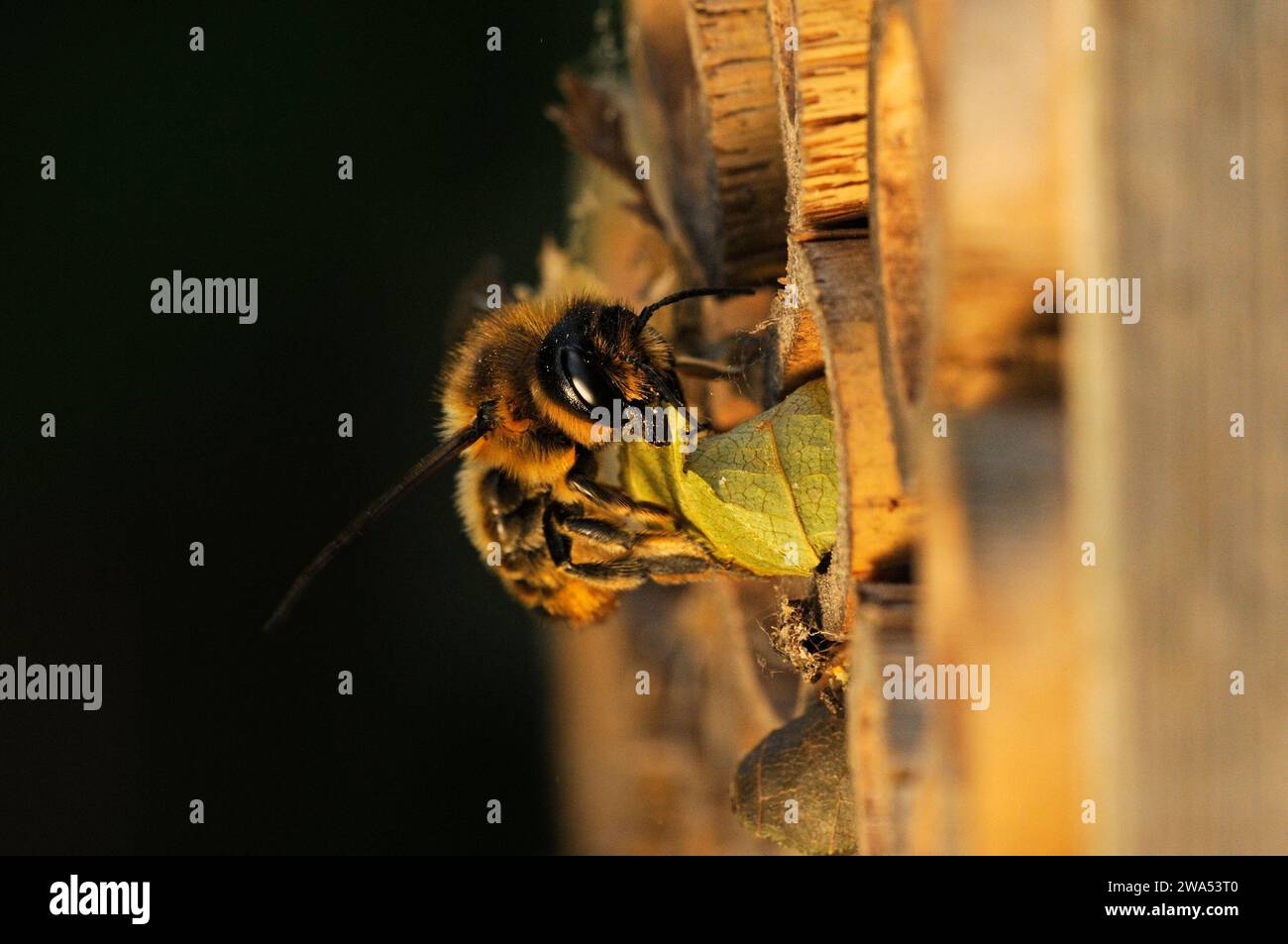 Abeille coupeuse de feuilles, Megachile centuncularis, enlevant le matériel de nidification de la maison d'abeilles, Norfolk, Royaume-Uni Banque D'Images