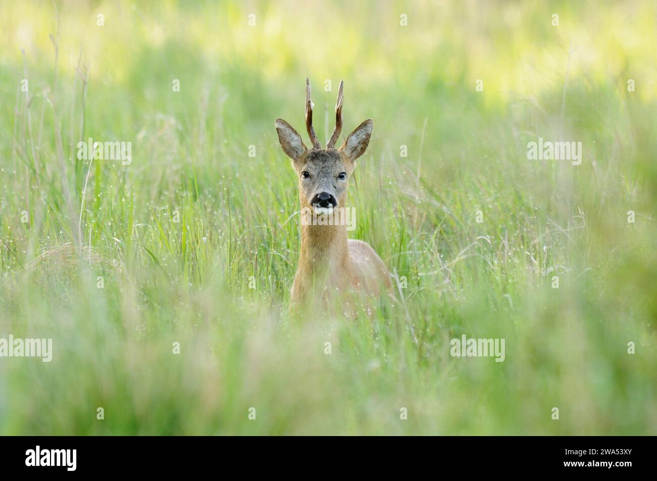 Chevreuil, buck, Capreolus capreolus, fen, printemps, Norfolk Banque D'Images