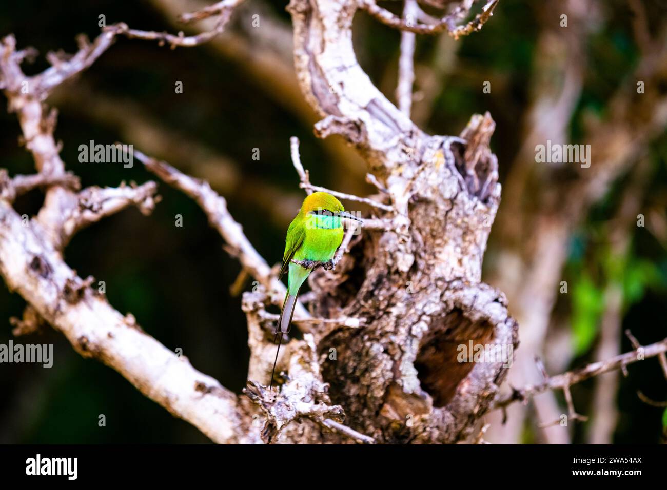 Les mangeurs d'abeilles sont un groupe d'oiseaux de la famille des Meropidae, comprenant trois genres et trente espèces. La plupart des espèces se trouvent en Afrique et en Asie Banque D'Images