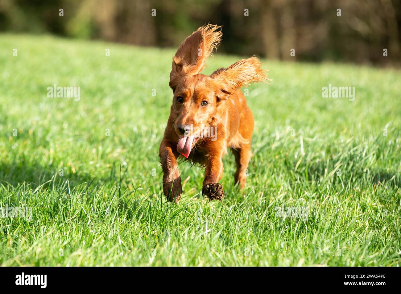 Chiot Cocker Banque D'Images