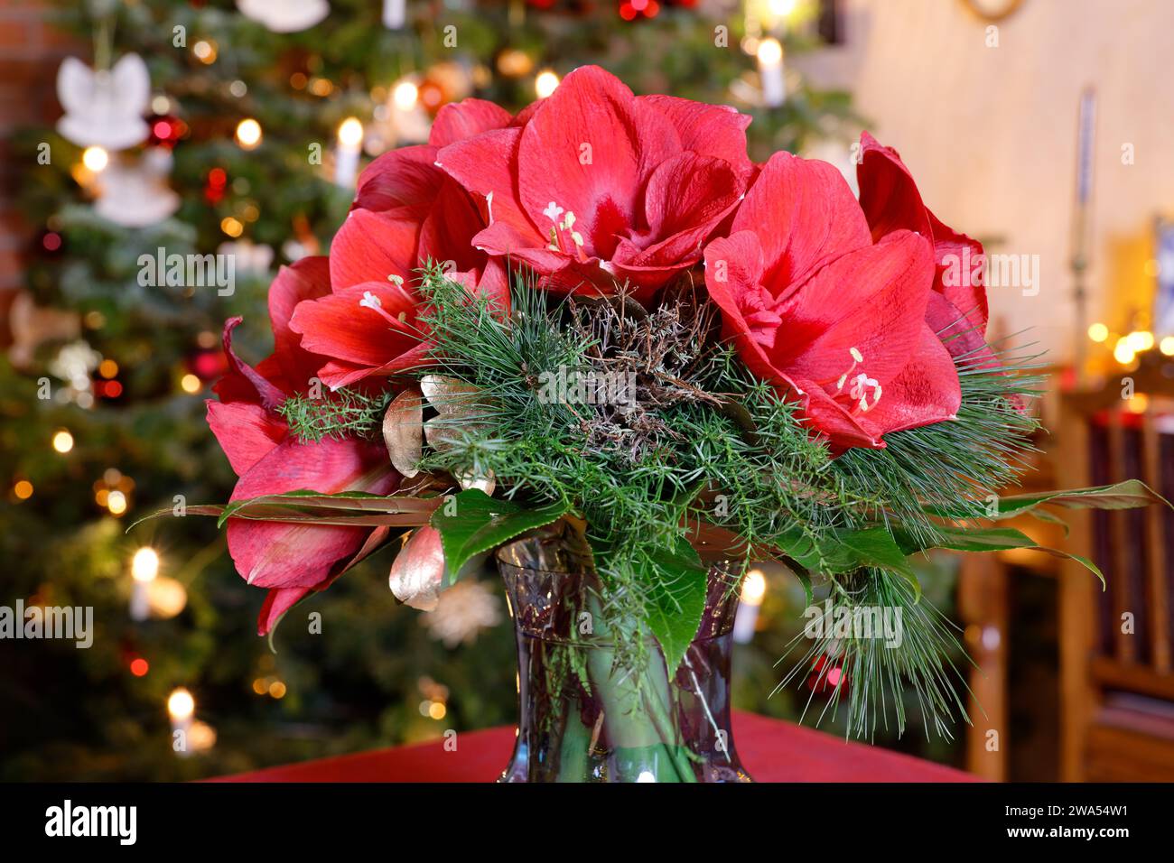 Arrangement de fleurs de Noël Amaryllis devant la décoration de chambre Christmassy Banque D'Images